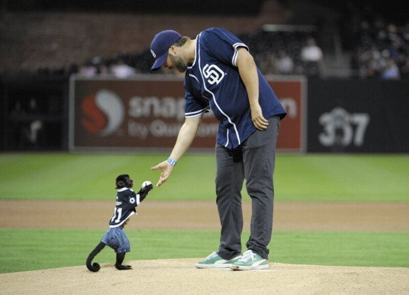 Monkey in Baseball Uniform