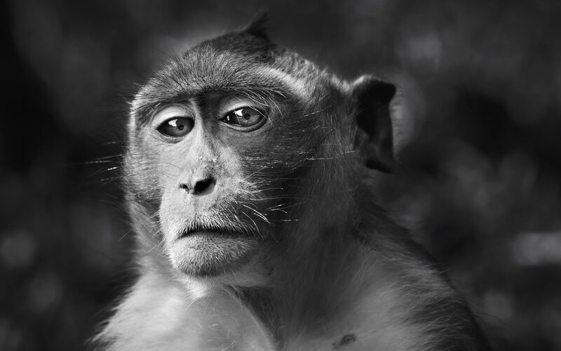 Monkey in Black and White