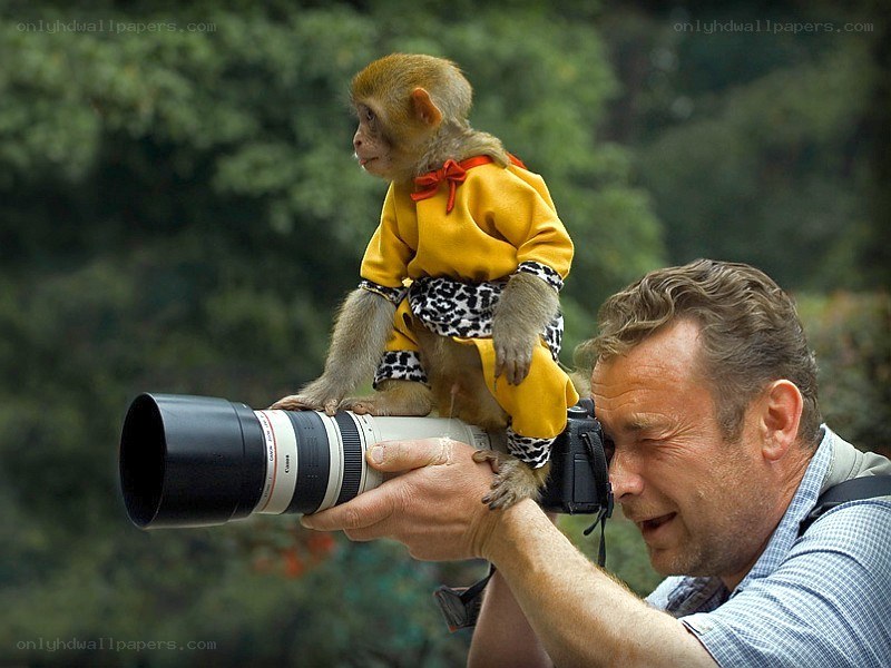 Monkey in costume with photographer
