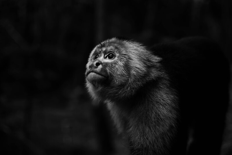 Monkey in Dark Forest