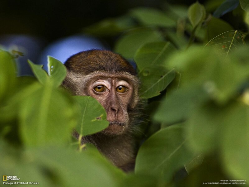 Monkey in Foliage