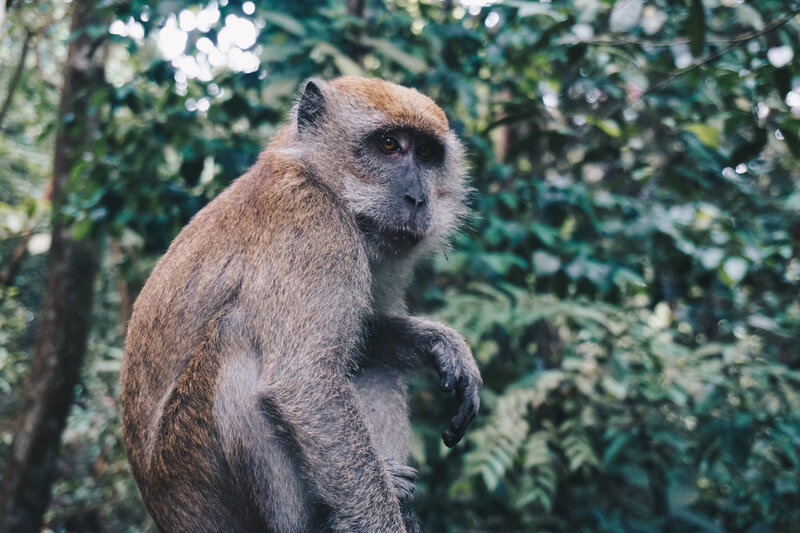 Monkey in Forest — Brown