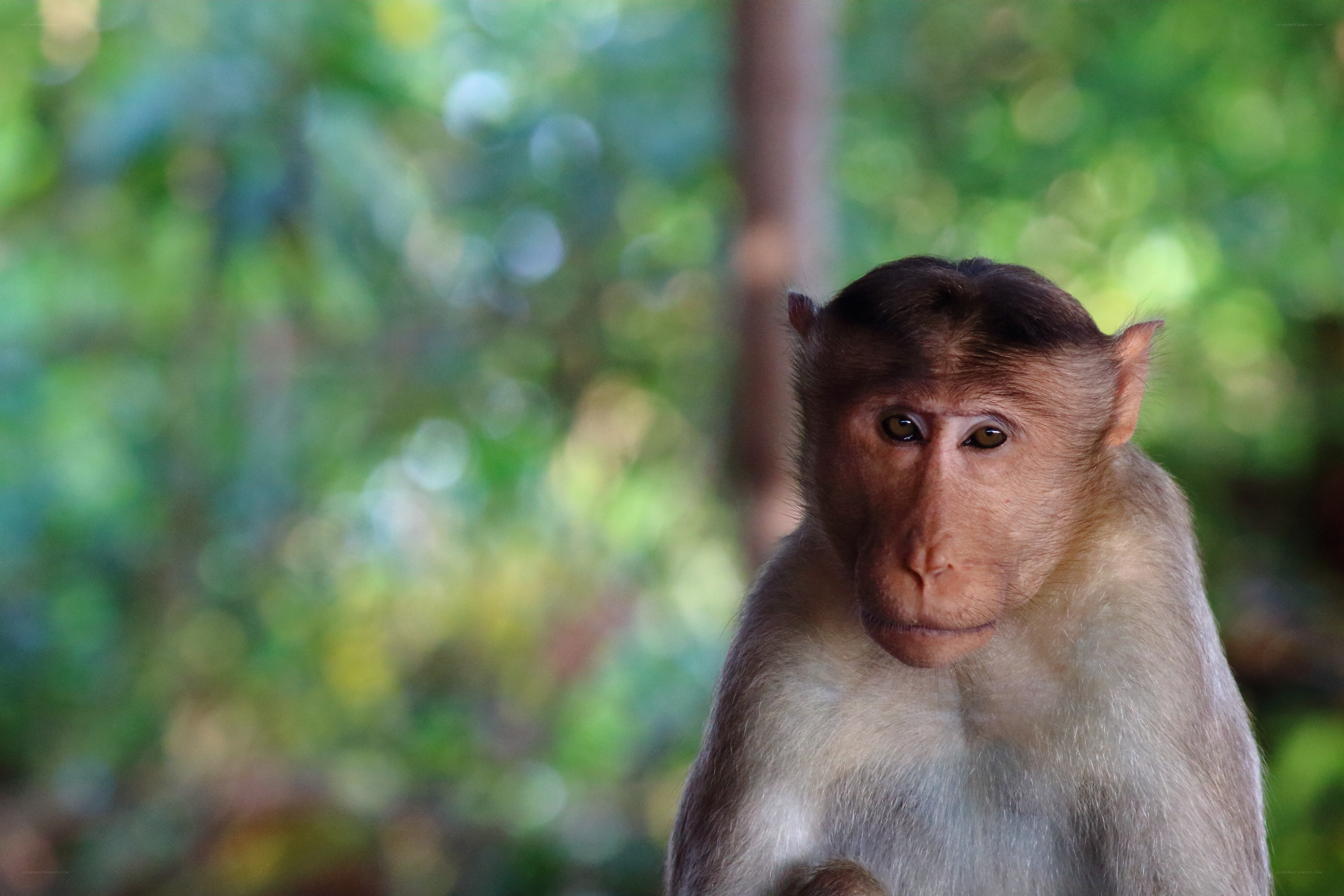 monkey in forest