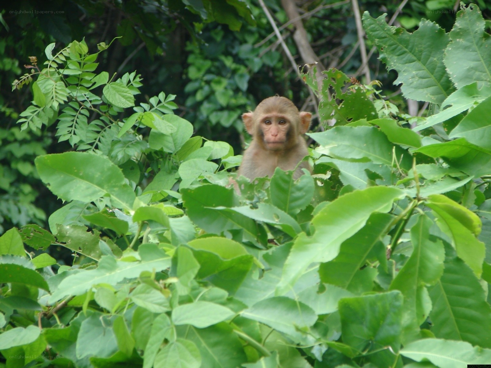 monkey in green foliage