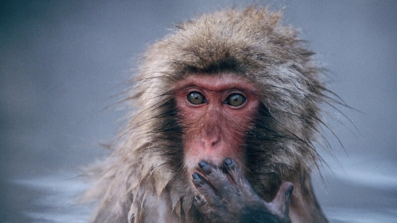 monkey in hot spring