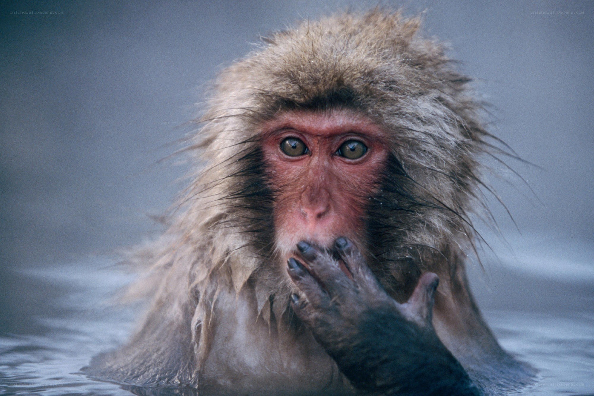 monkey in hot spring