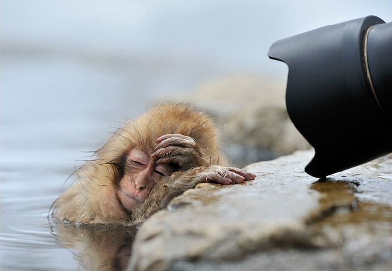 Monkey in hot spring