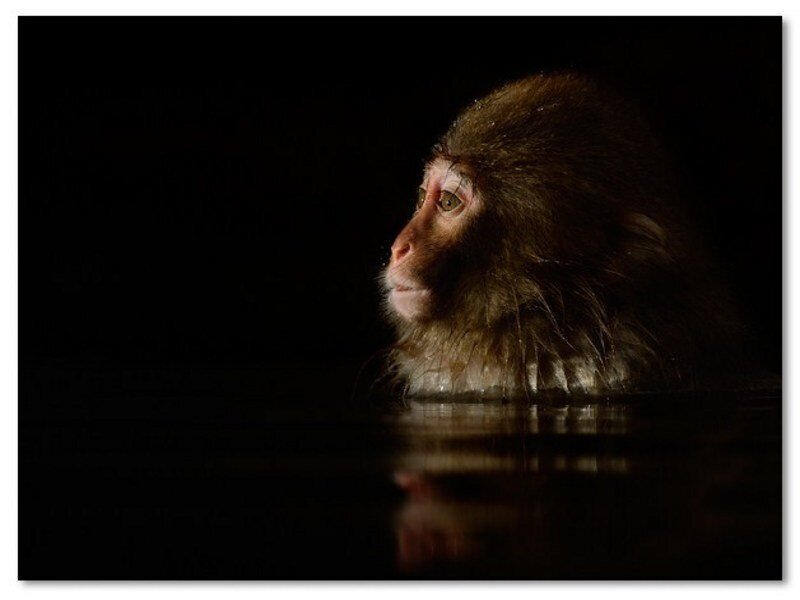 monkey in hot spring