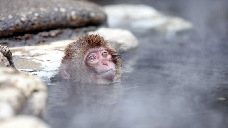 Monkey in Hot Spring — Gray, Calm