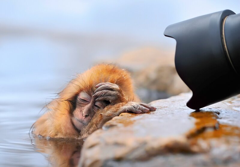 Monkey in Hot Spring — Orange