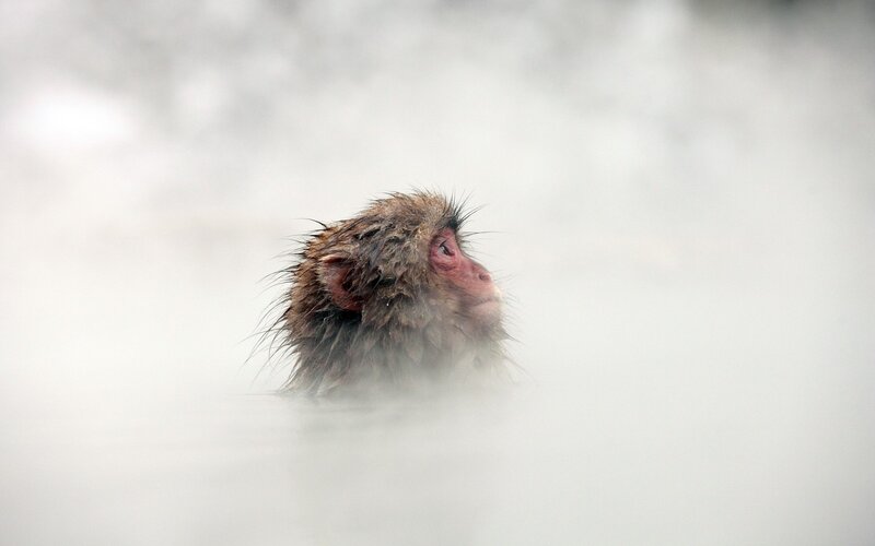 monkey in hot spring