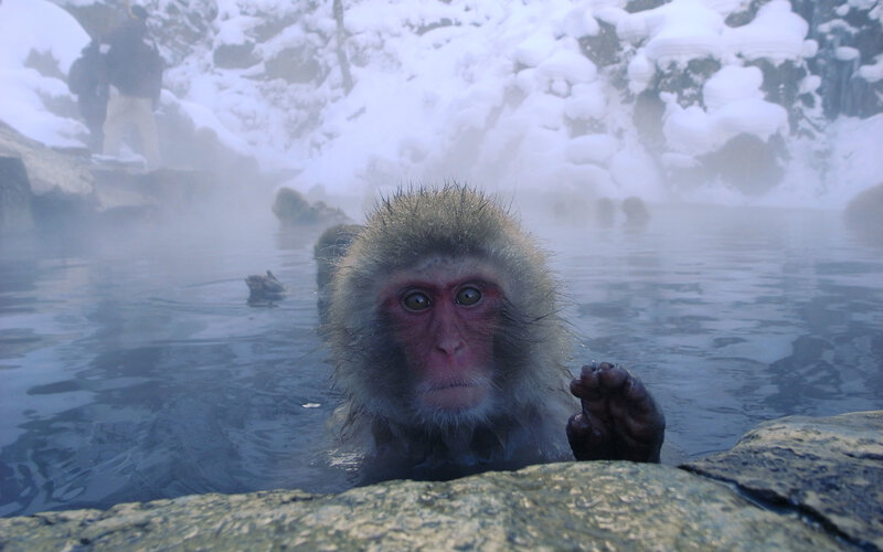 Monkey in Hot Spring — White