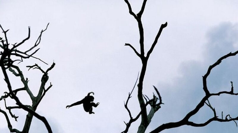 Monkey in Mid-air