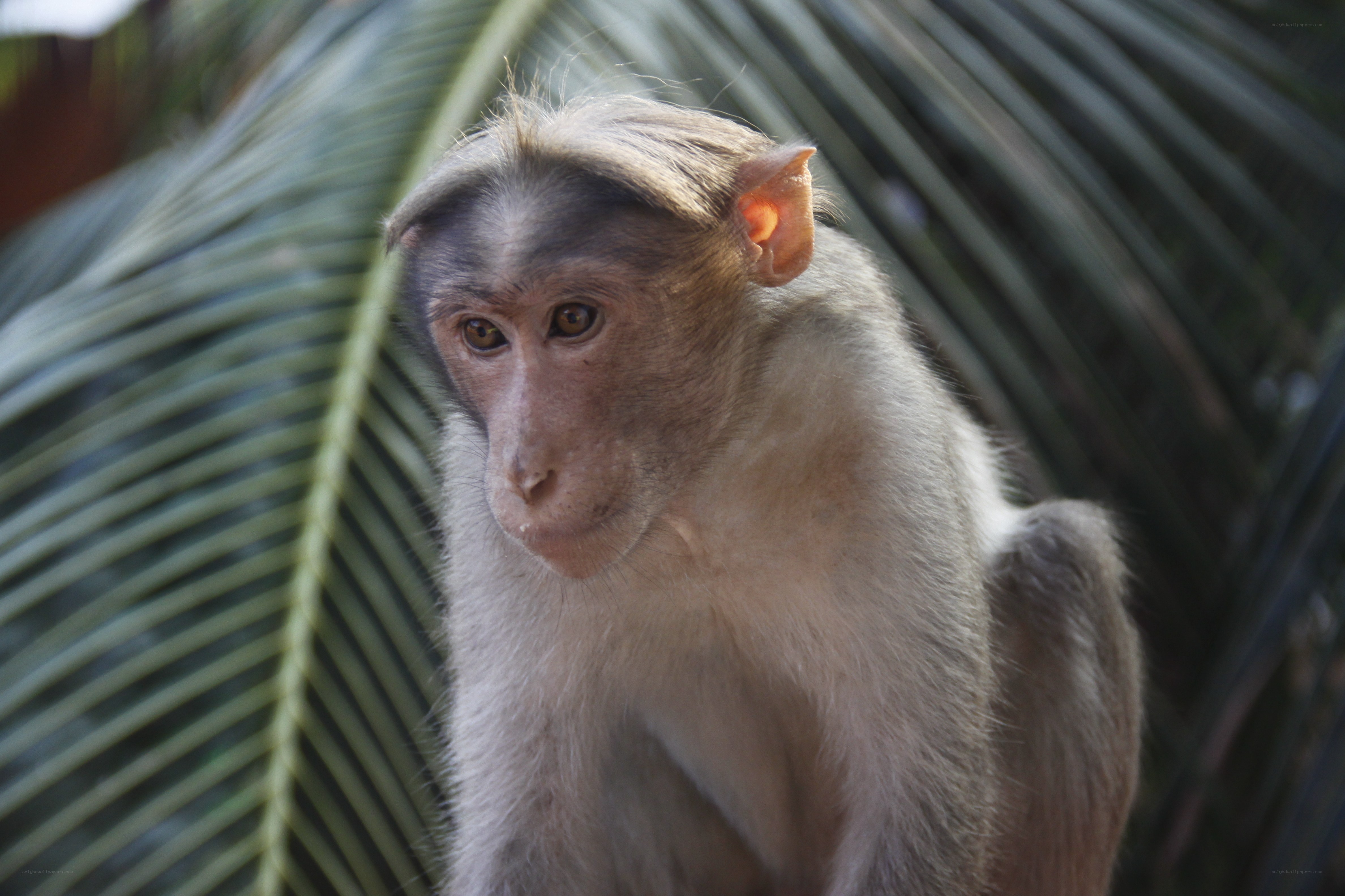 monkey in palm leaves