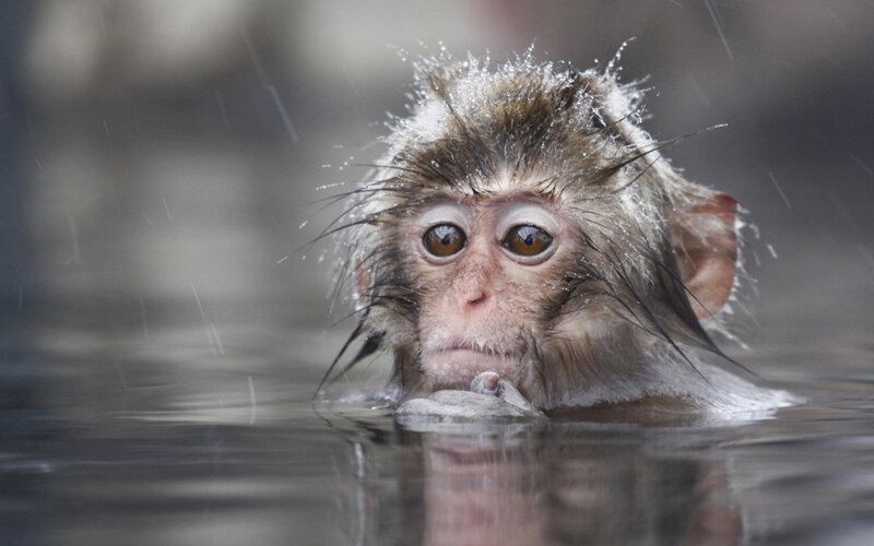 monkey in rain at hot spring