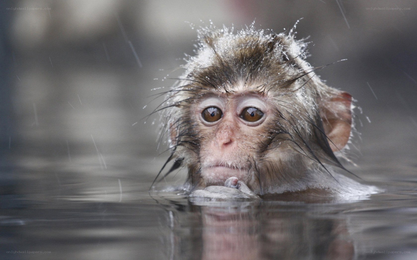 monkey in rain at hot spring