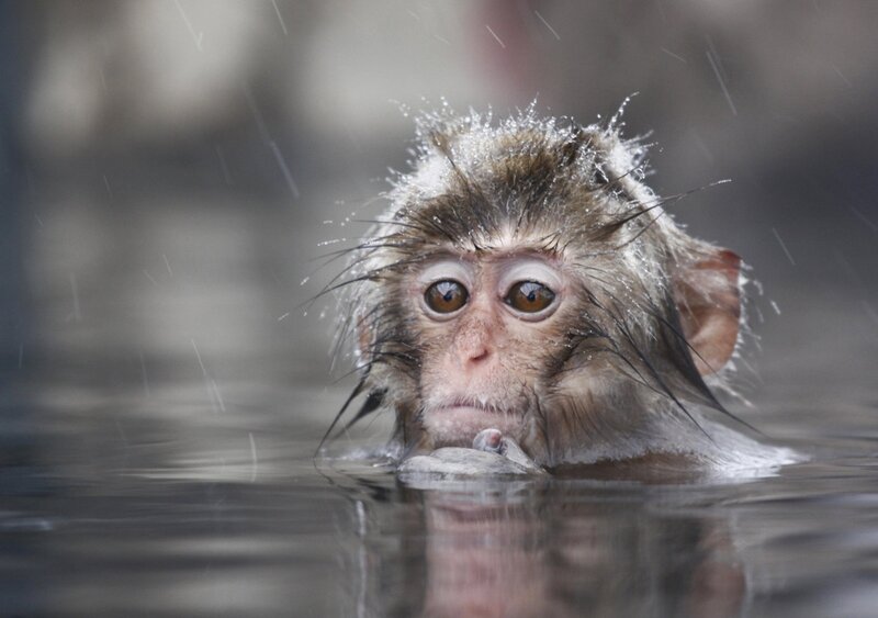 monkey in rain bath