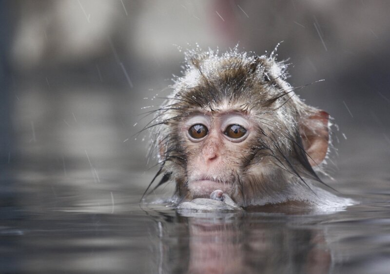 monkey in rainy water