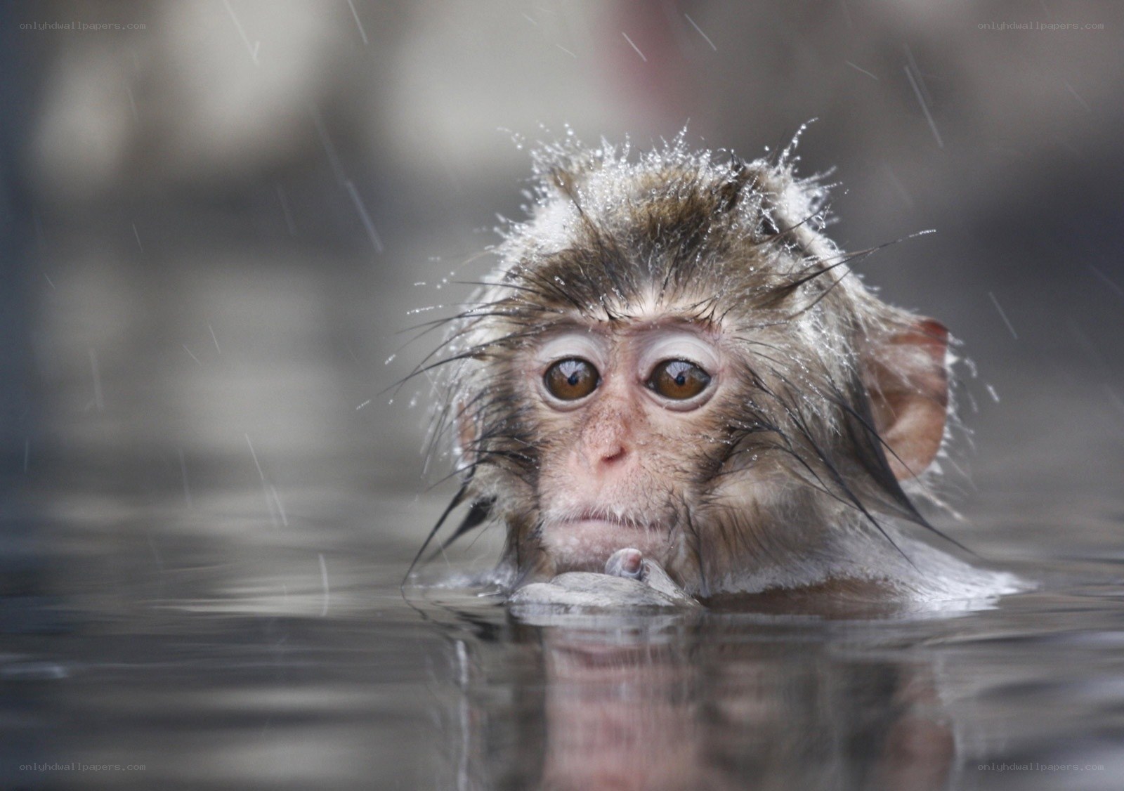 monkey in rainy water