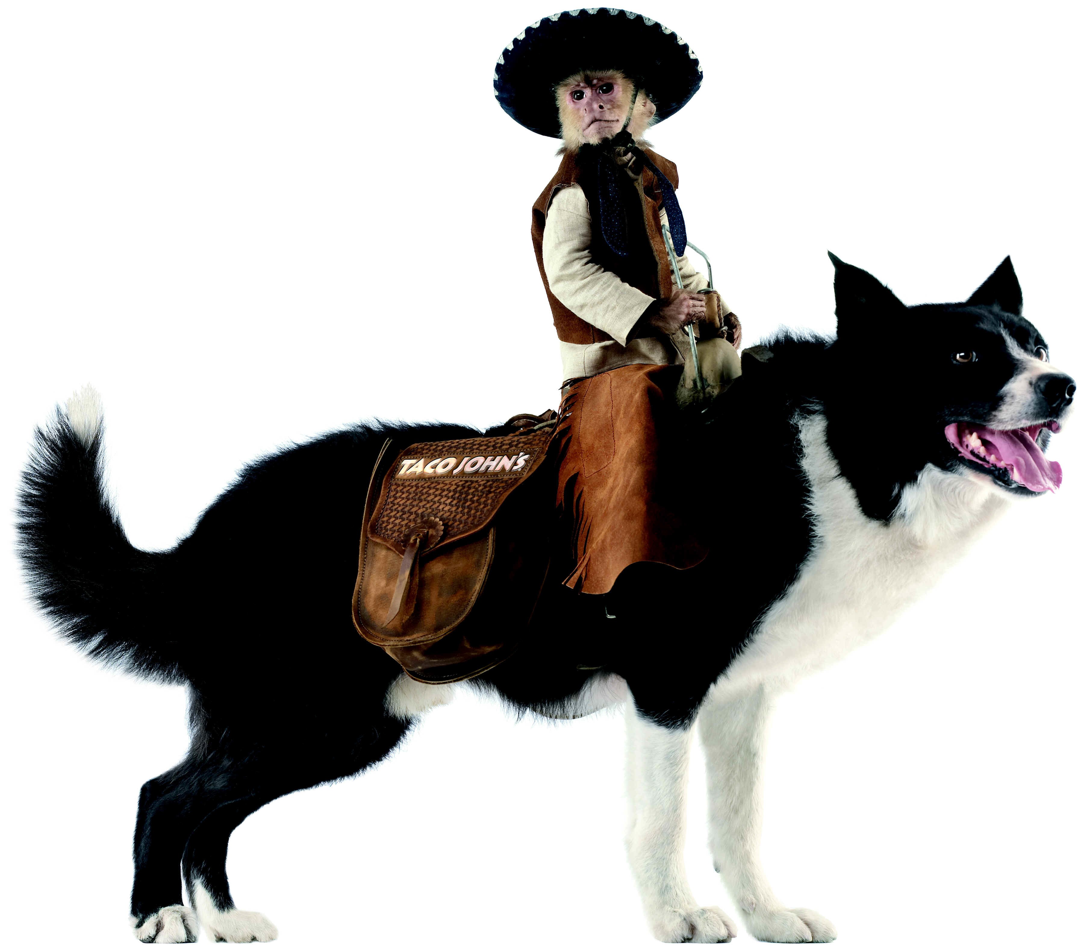 monkey in sombrero on dog