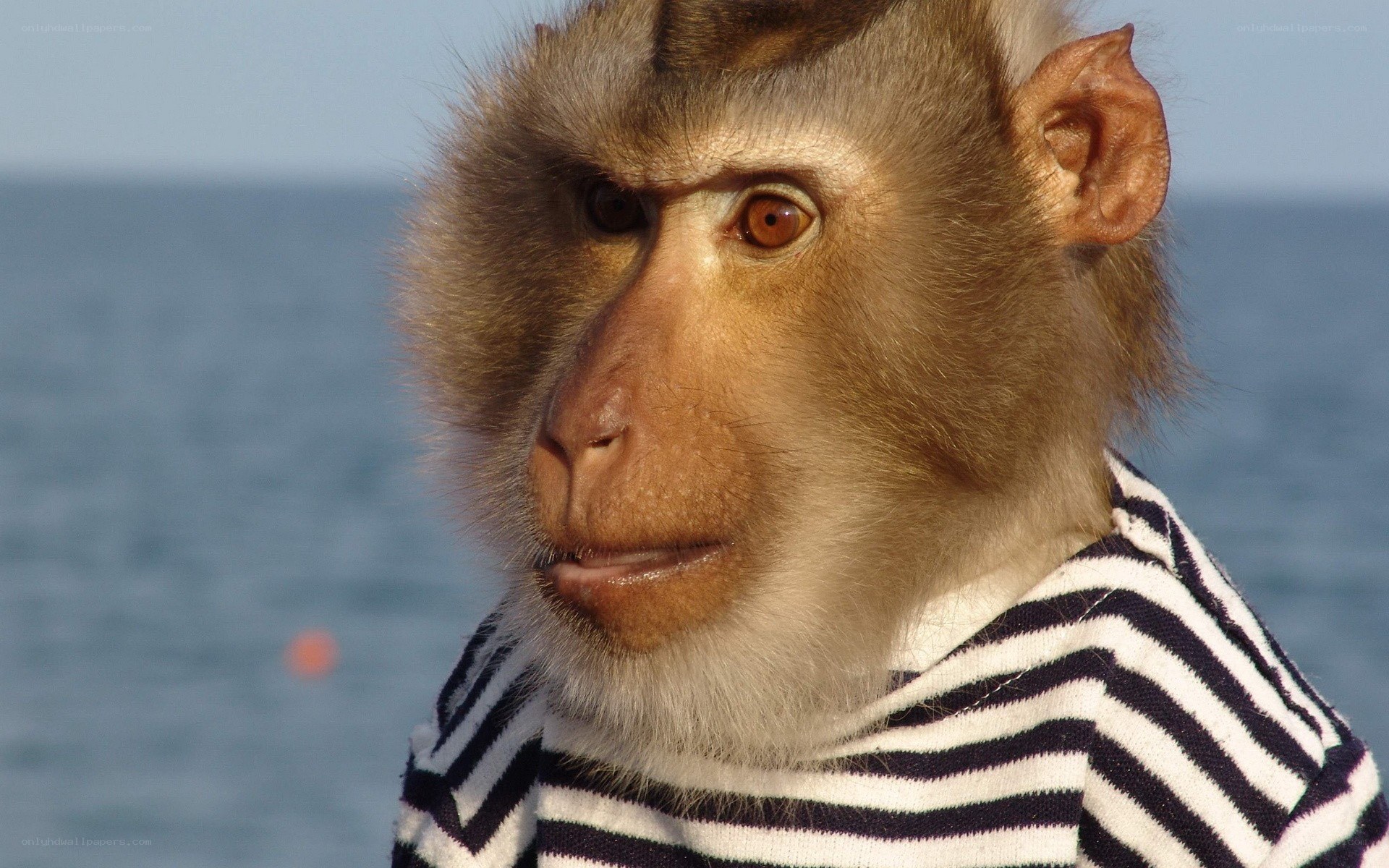 monkey in striped shirt