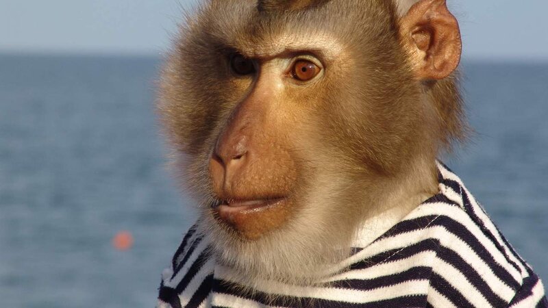 Monkey in Striped Shirt — Brown, Calm