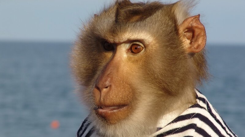 monkey in striped shirt by the sea