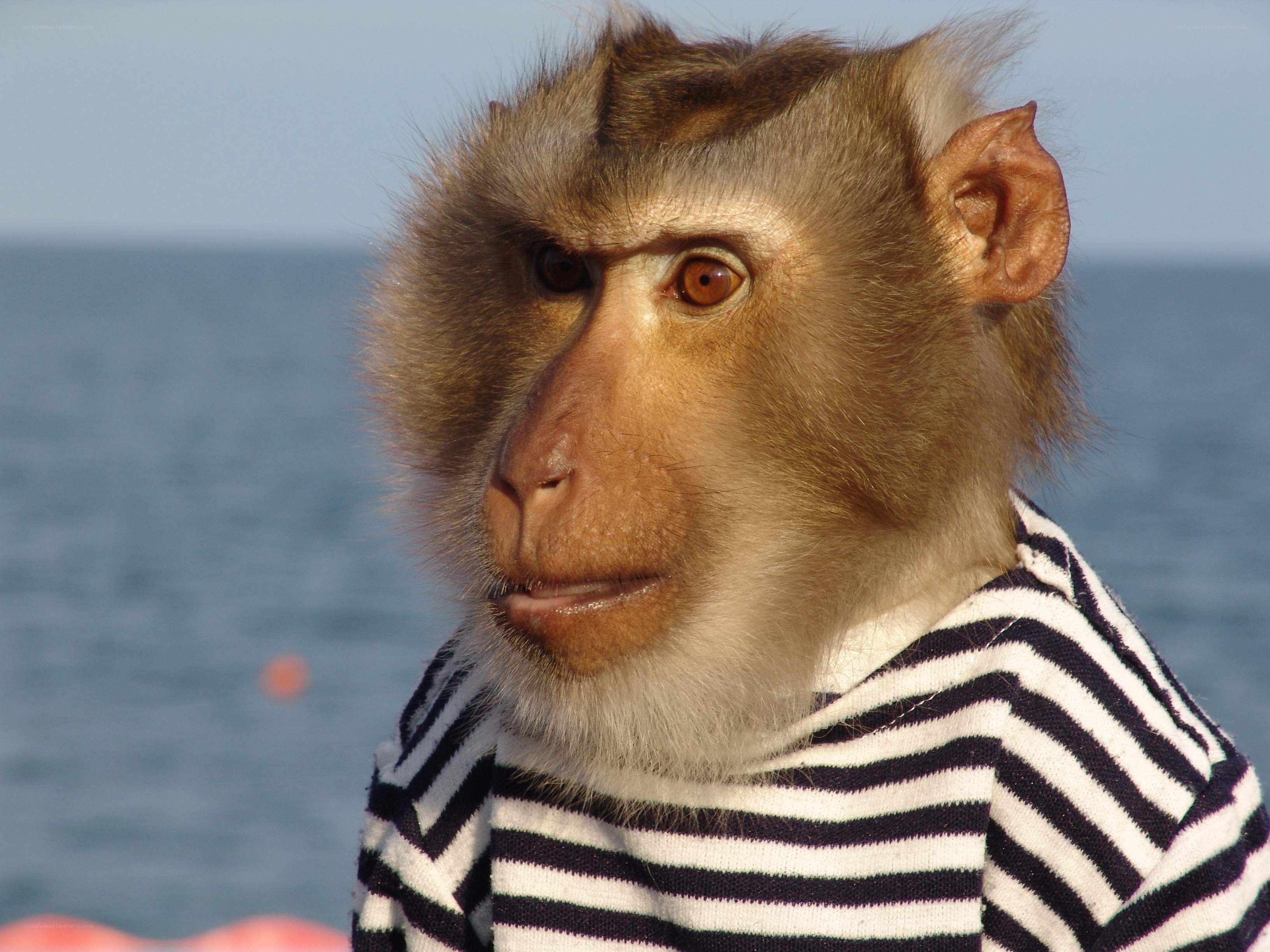 monkey in striped shirt