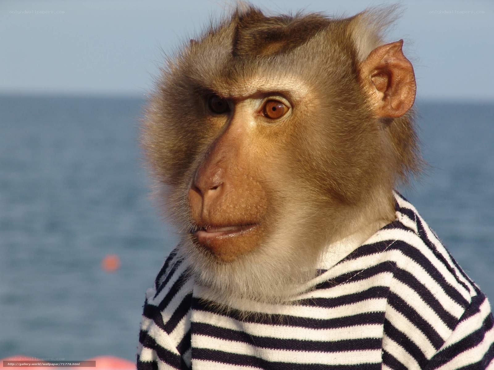 monkey in striped sweater