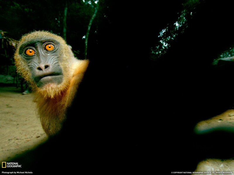 Monkey in the forest