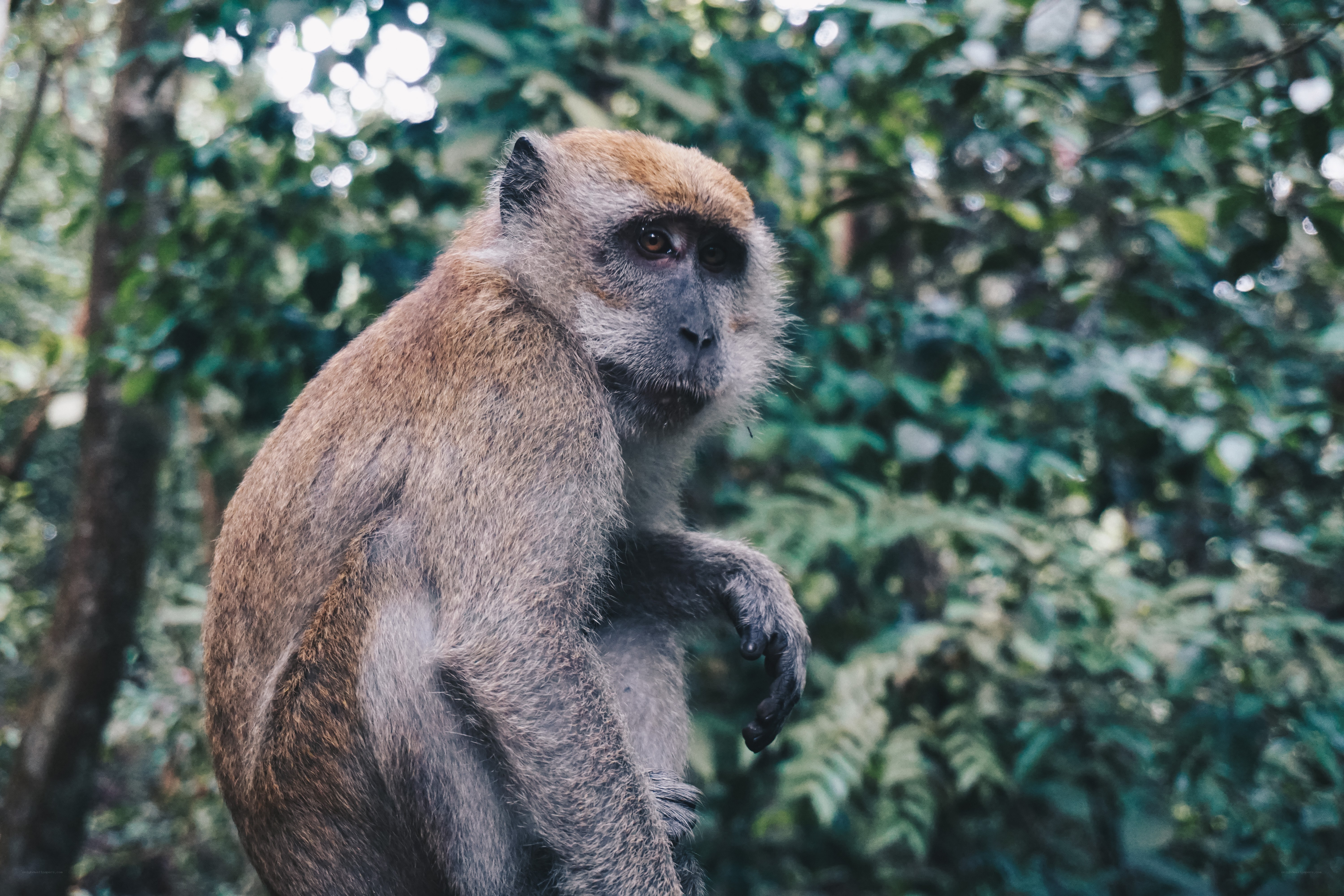 Monkey in the forest