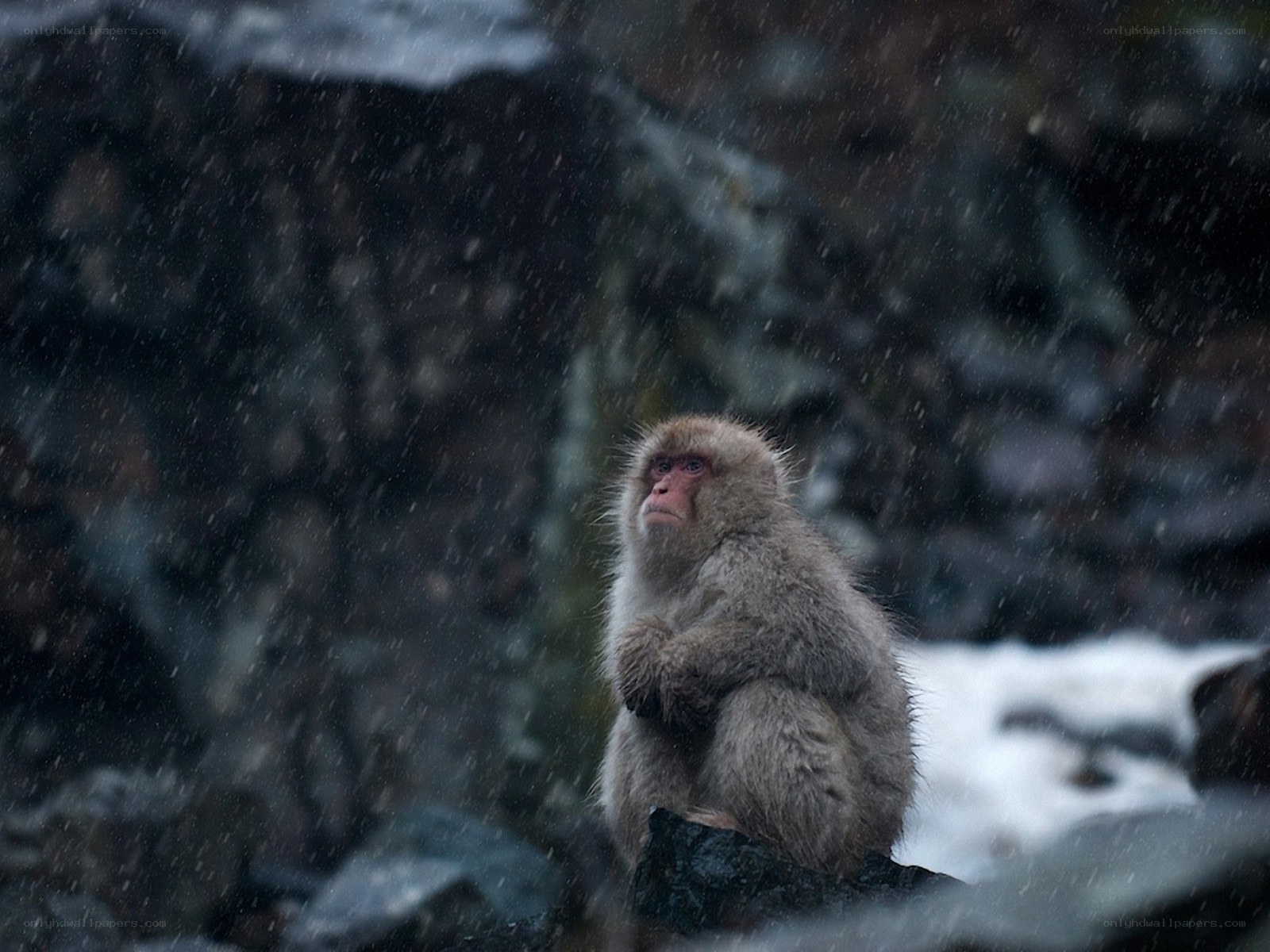 Monkey in the rain