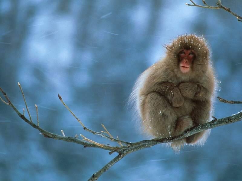 Monkey in the snow
