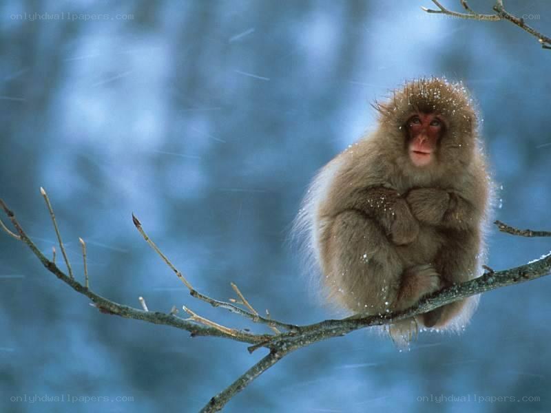 Monkey in the snow