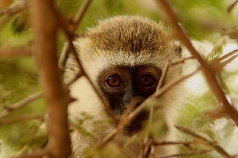 Monkey in Tree Branches