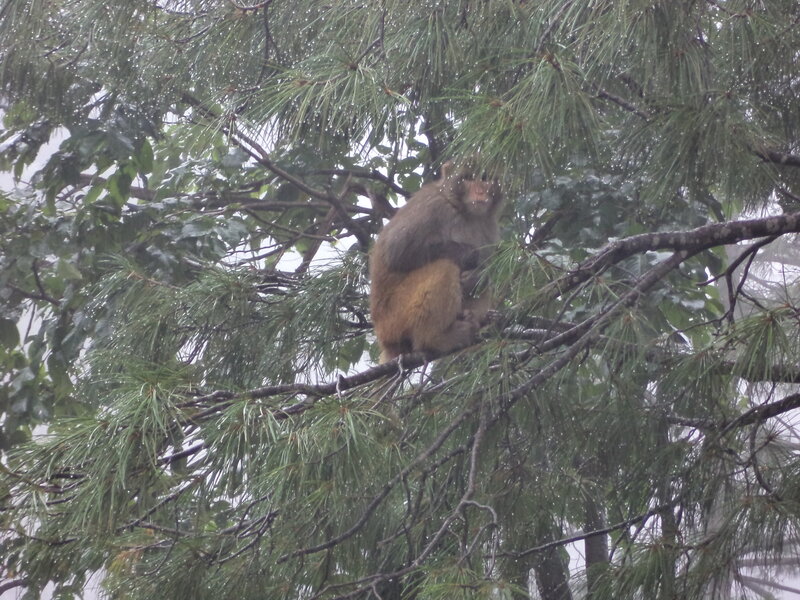 Monkey in Tree