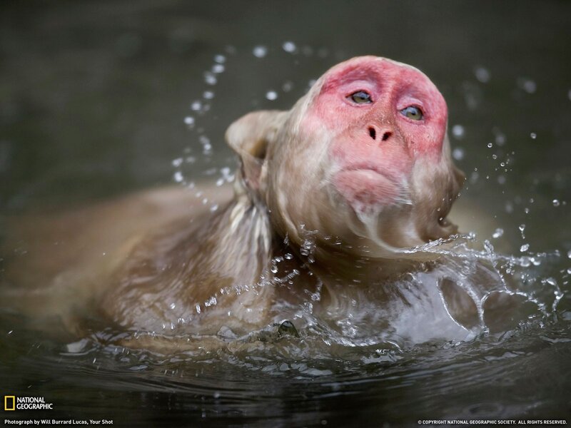 Monkey in Water — Brown, Dynamic