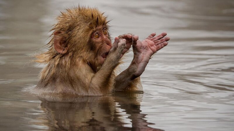 Monkey in Water — Brown