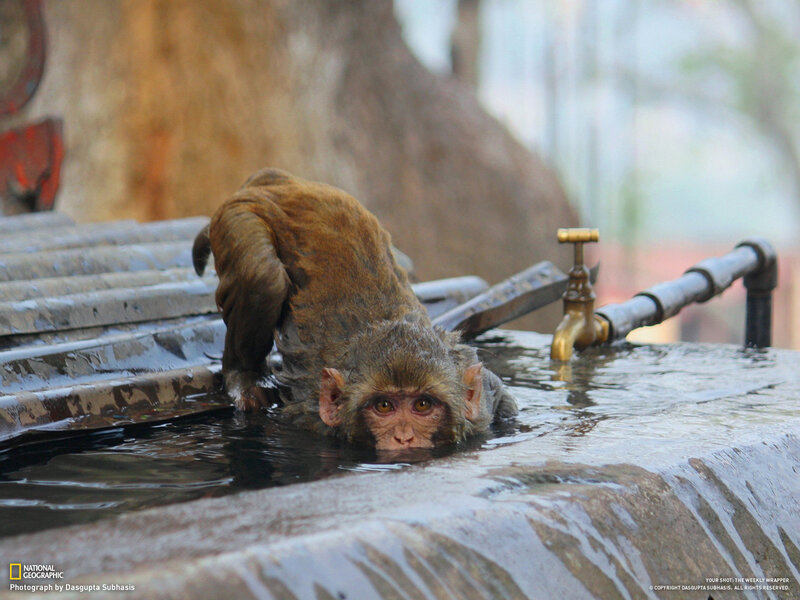 Monkey in Water