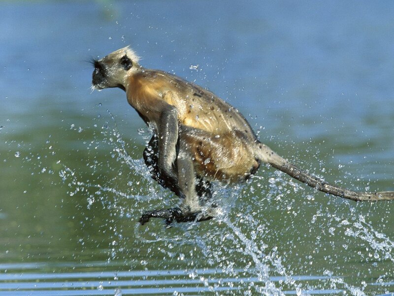 Monkey Jumping in Water
