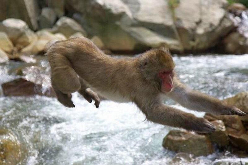 Monkey Jumping over River