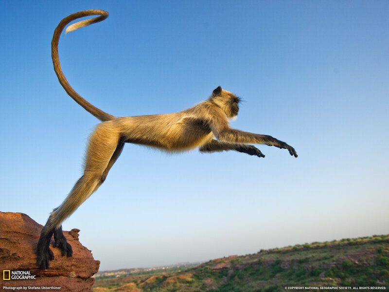 Monkey Jumping