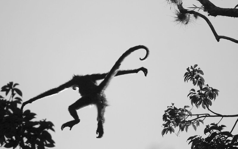 Monkey leaping between trees