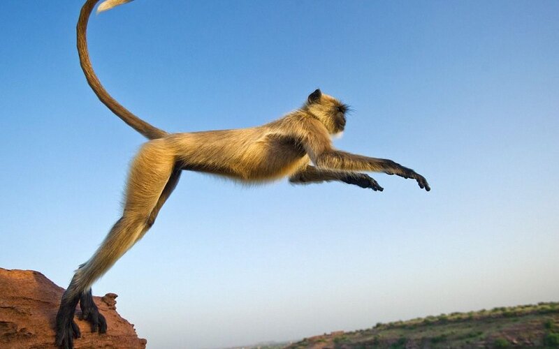 monkey leaping in mid-air