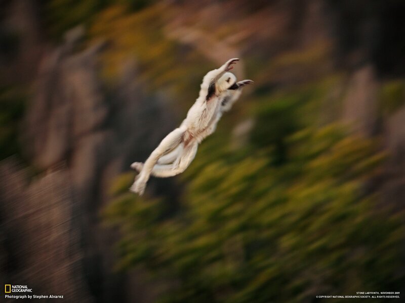 Monkey leaping through air