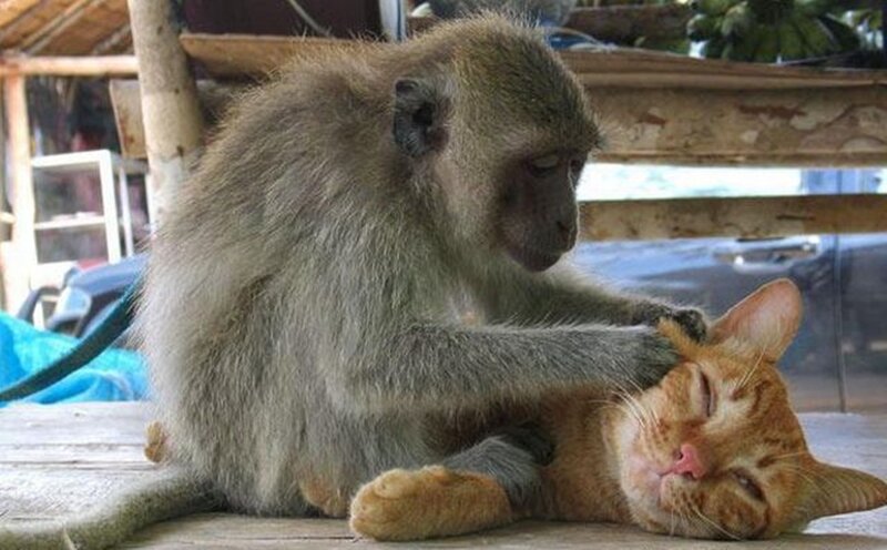 Monkey Massaging Cat