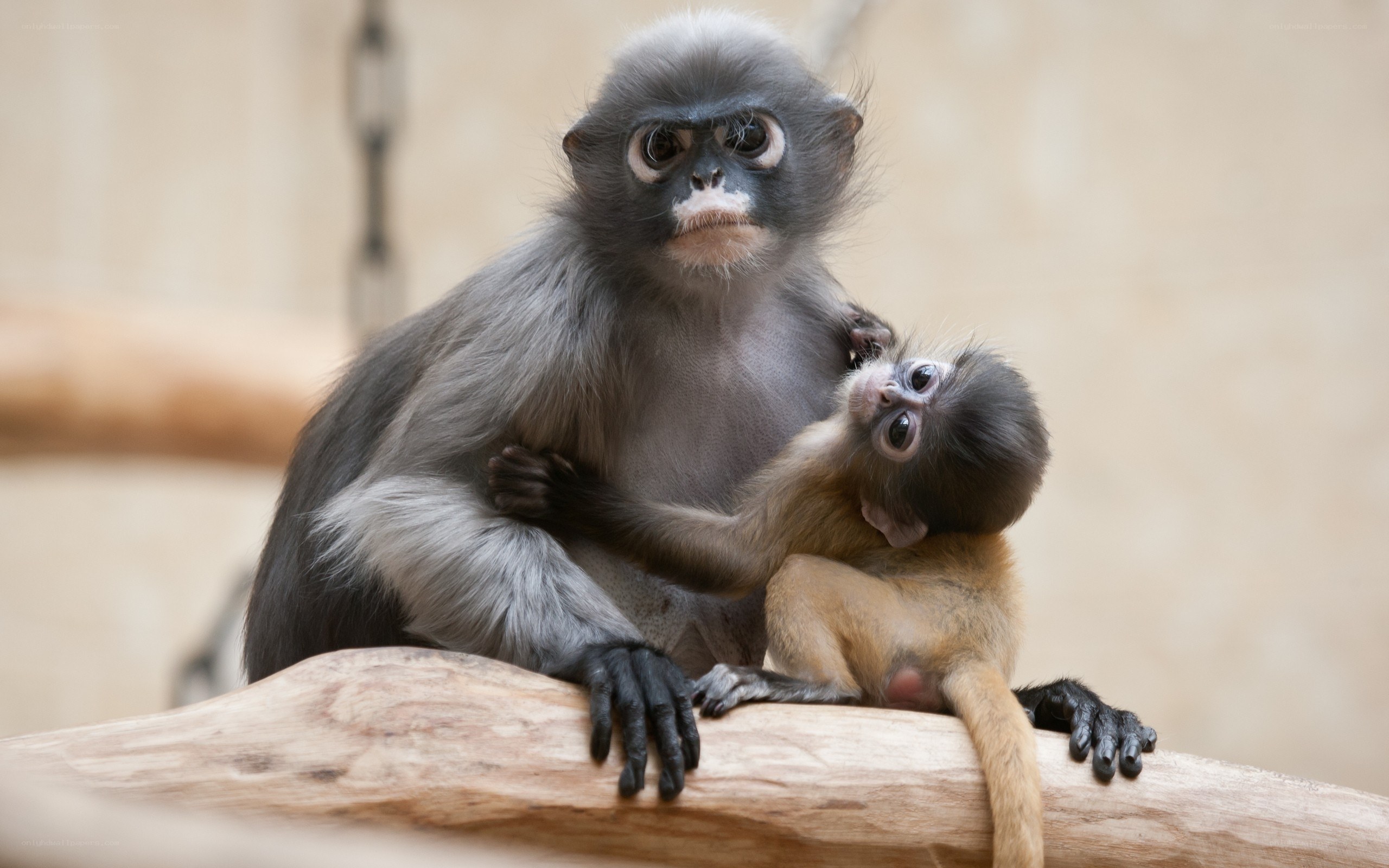 Monkey mother with baby