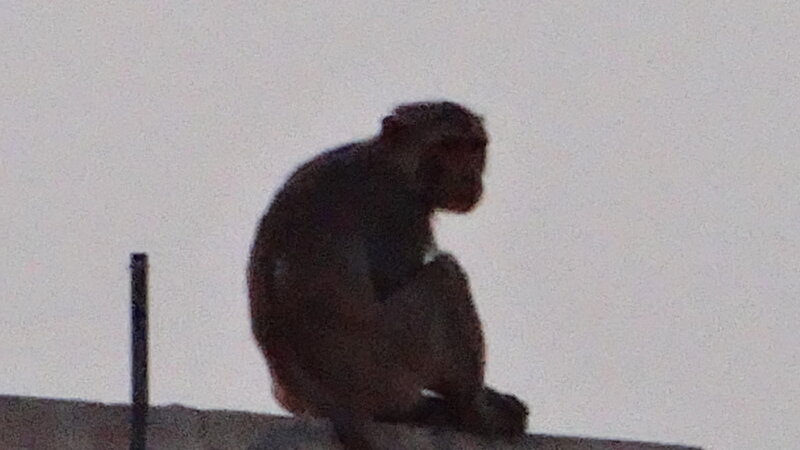 Monkey on a Ledge