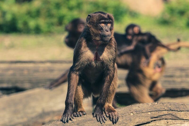 Monkey on a log in the wild