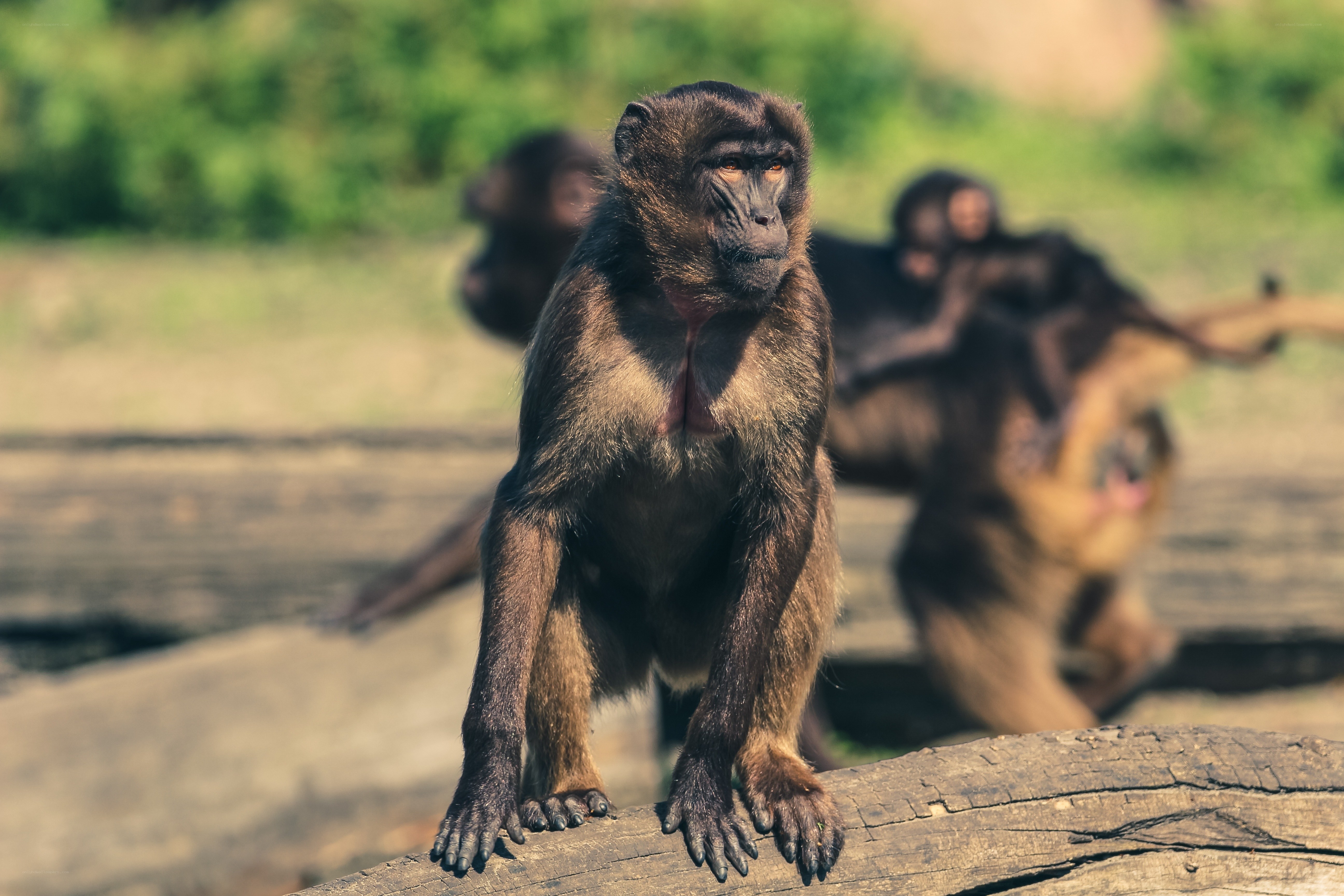Monkey on a log in the wild